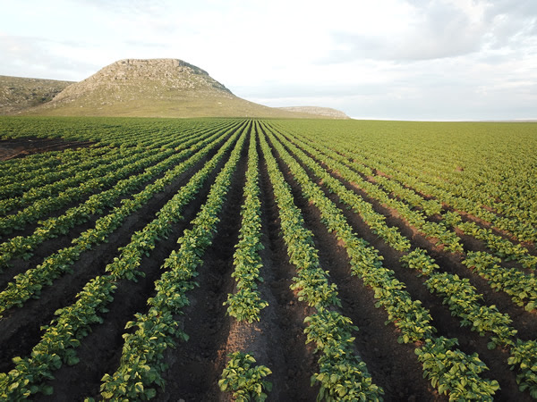 Papas sustentables y certificadas, el menú ambientalista de McCain