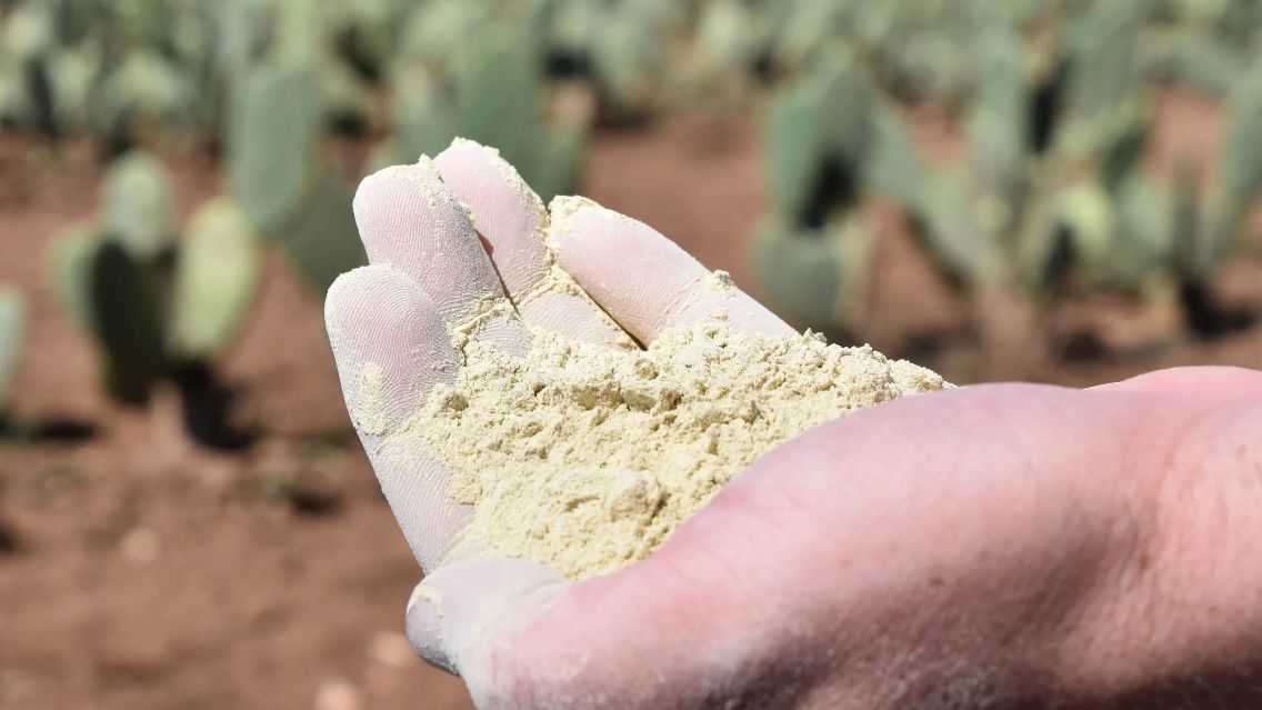 Transformaron el cactus nopal en cuero vegano de lujo
