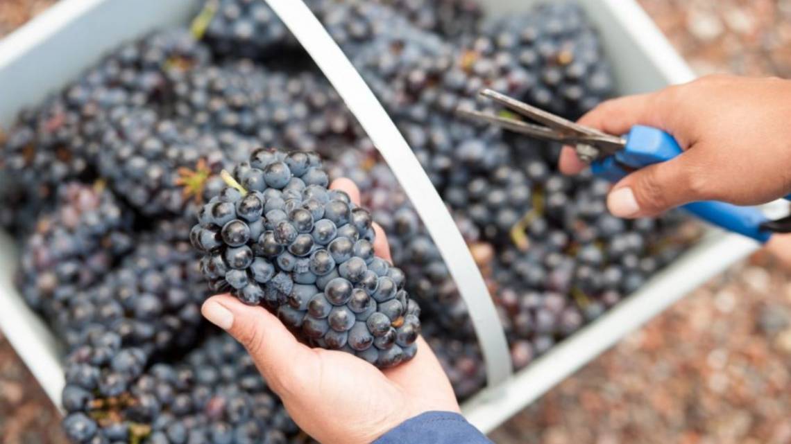 Un grupo de bodegas argentinas alzan la copa de la sustentabilidad