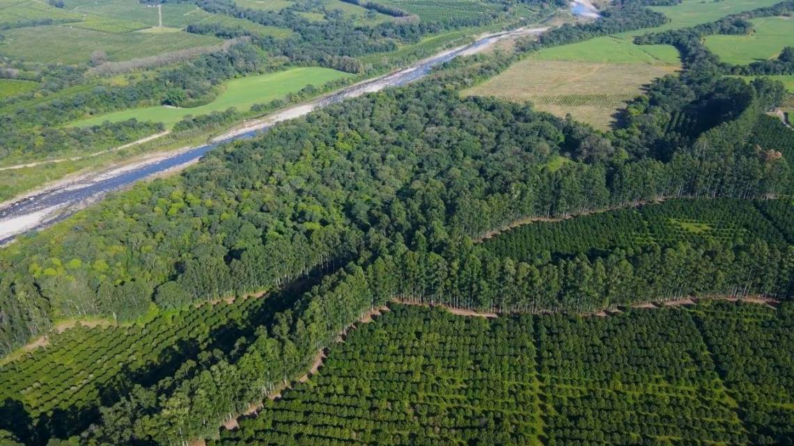 Ya no alcanza con plantar árboles:  apuestas corporativas para reducir su huella