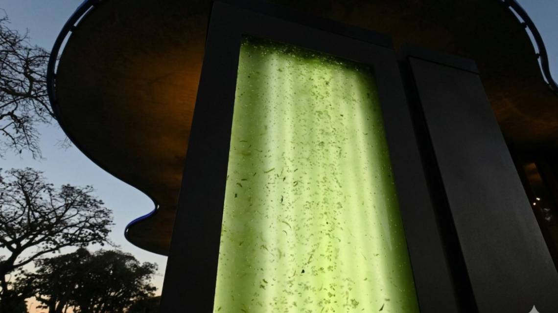 Cultivan un proyecto de arbol líquido para limpiar el aire urbano