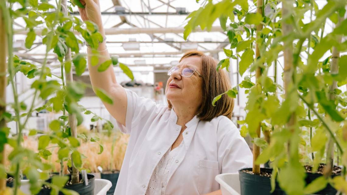 La argentina que ideó el trigo resistente a sequía cosechó un premio internacional