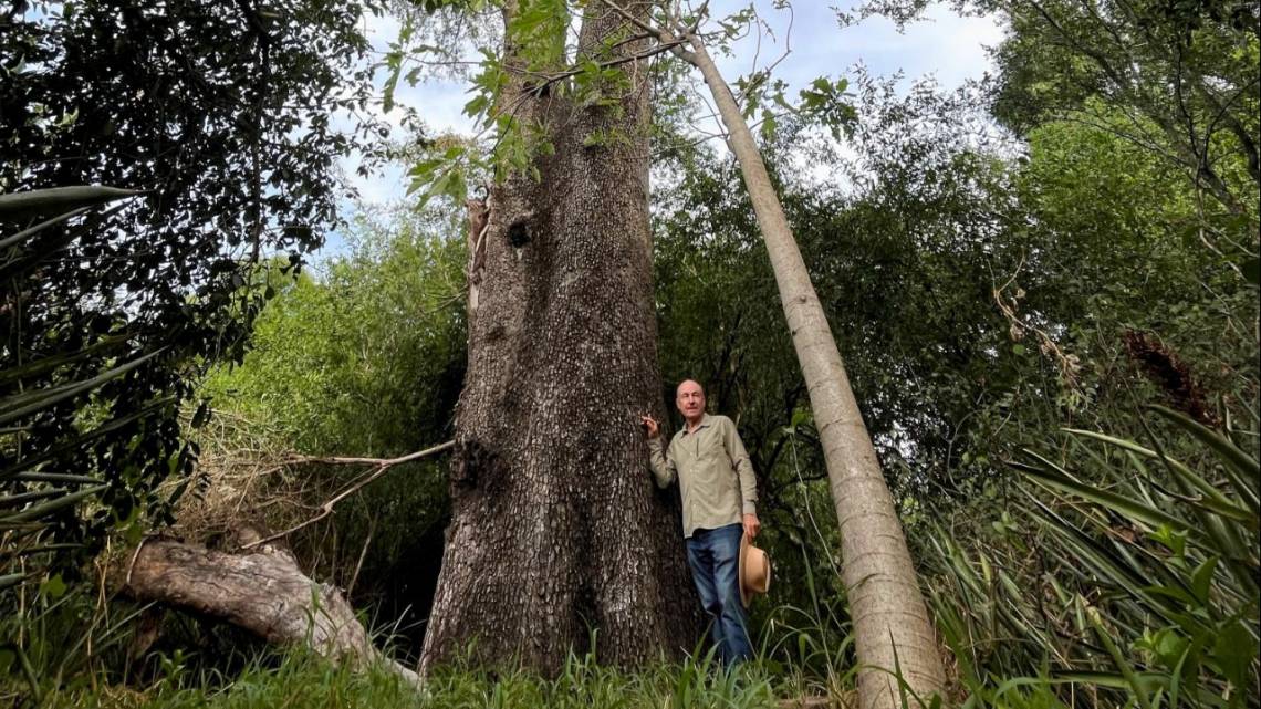 Por qué un productor preserva un quebracho de 500 años entre sus cultivos