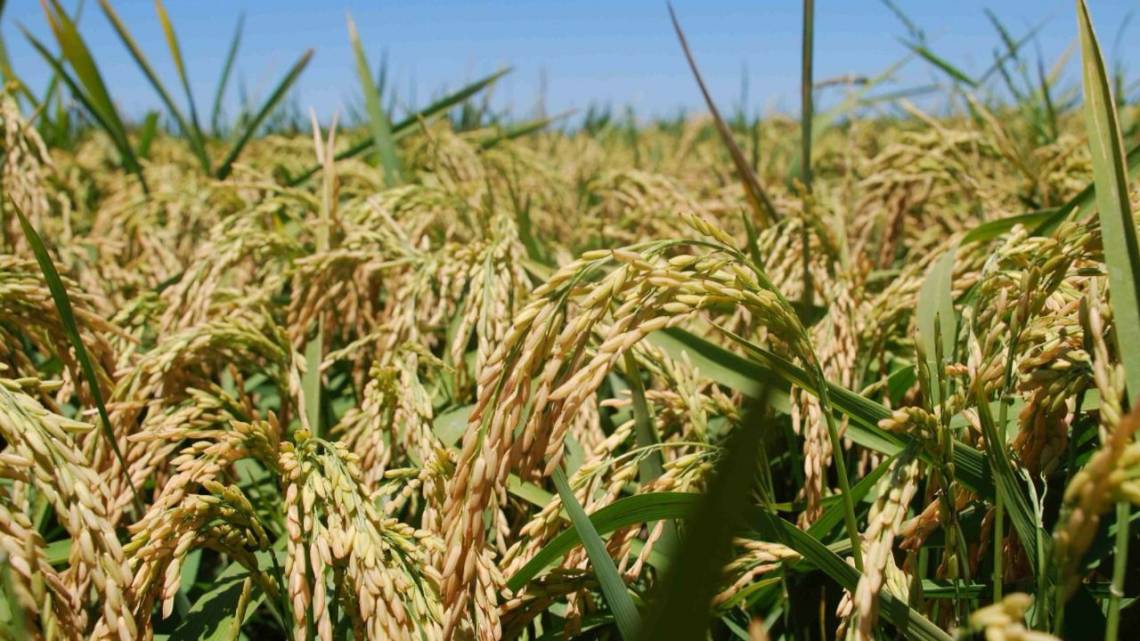 El arroz se sienta a la mesa para borrar su huella