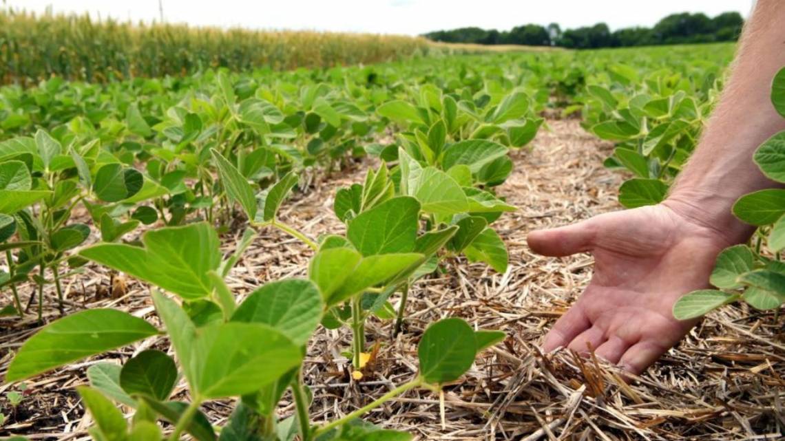 Con tecnología simple, democratizaron la medición de huella de carbono en el campo