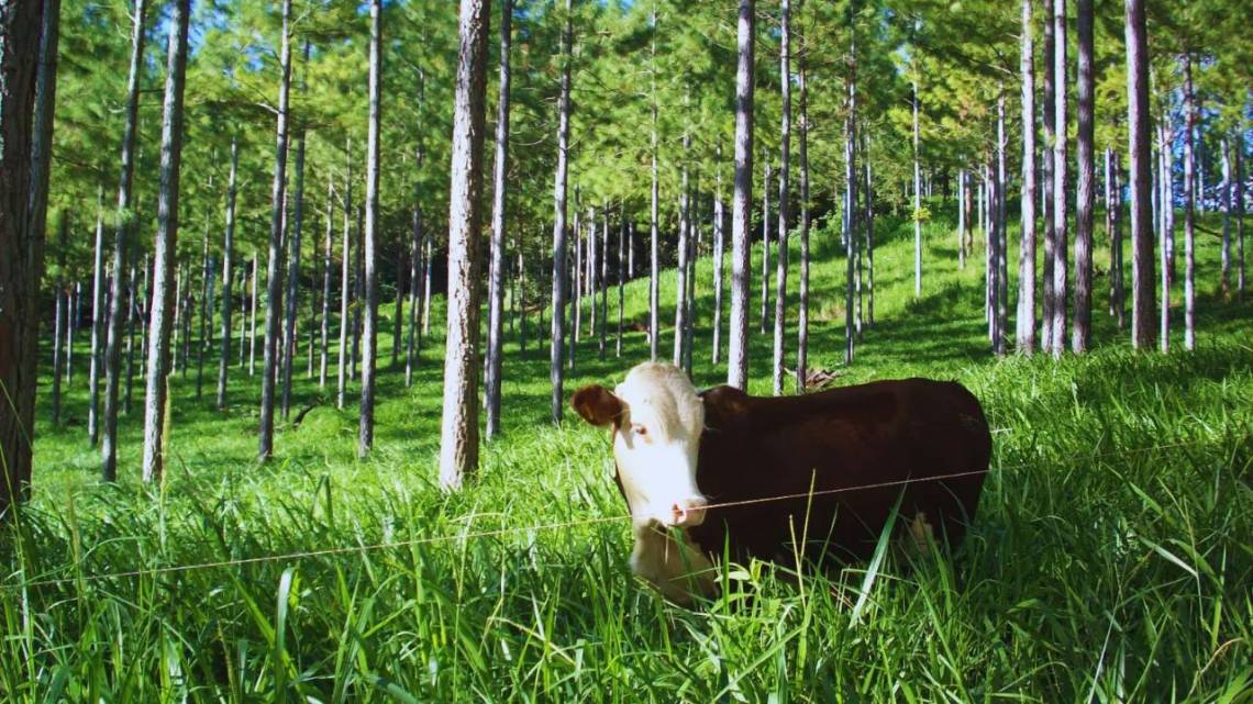 Producir carne con el ambiente como socio: cómo se hace y cuánto cuesta