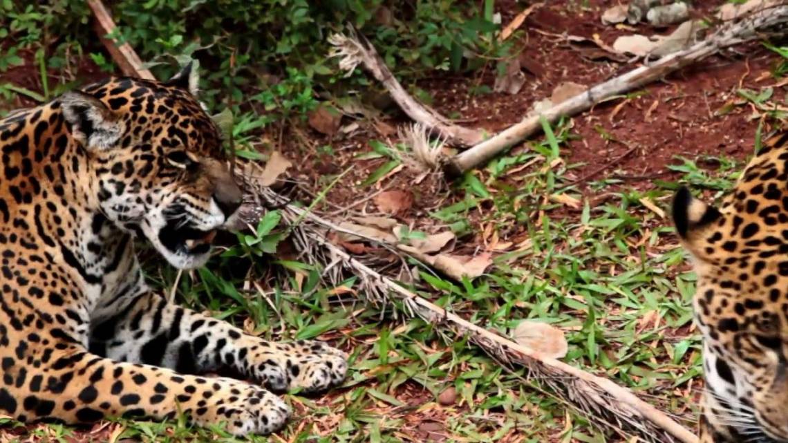 Tres reservas privadas donde producción y biodiversidad hacen alianza