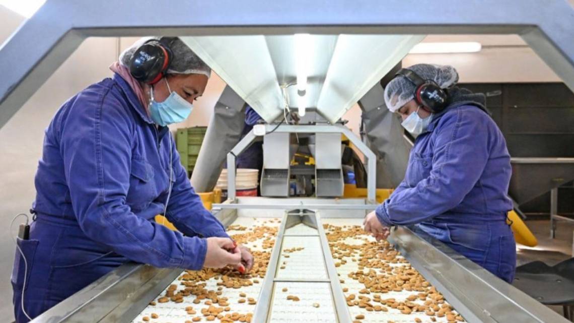 Cambiaron frutas por almendras y ahora le sacan jugo hasta la cáscara