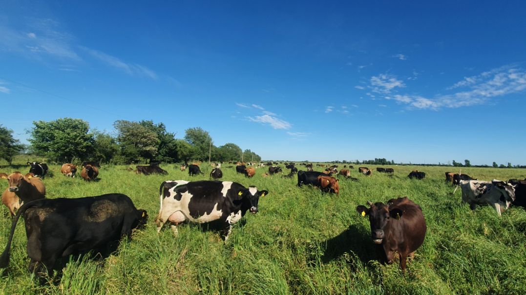 “No deberían existir bonos de carbono como premio, sino bonos castigo por degradar”