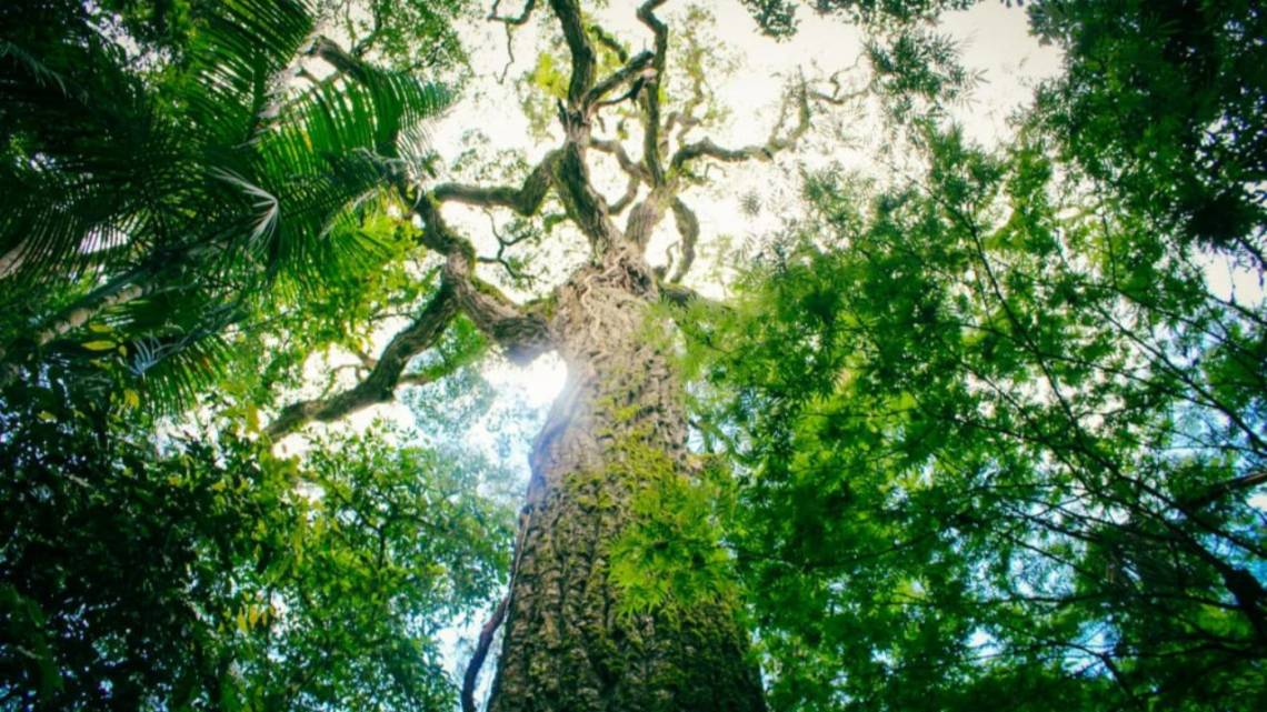 Créditos de carbono: El Senado dio media sanción al marco regulatorio