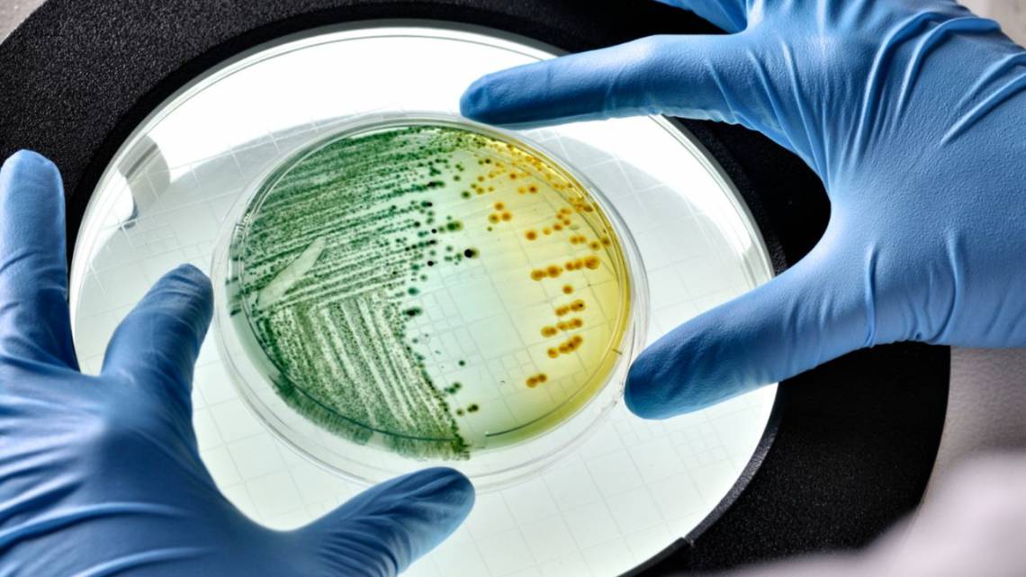 Con bacterias inteligentes buscan limpiar la industria de oil & gas