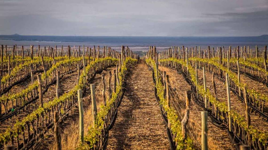 Crearon un blend de sustentabilidad y negocio y conquistaron el mercado