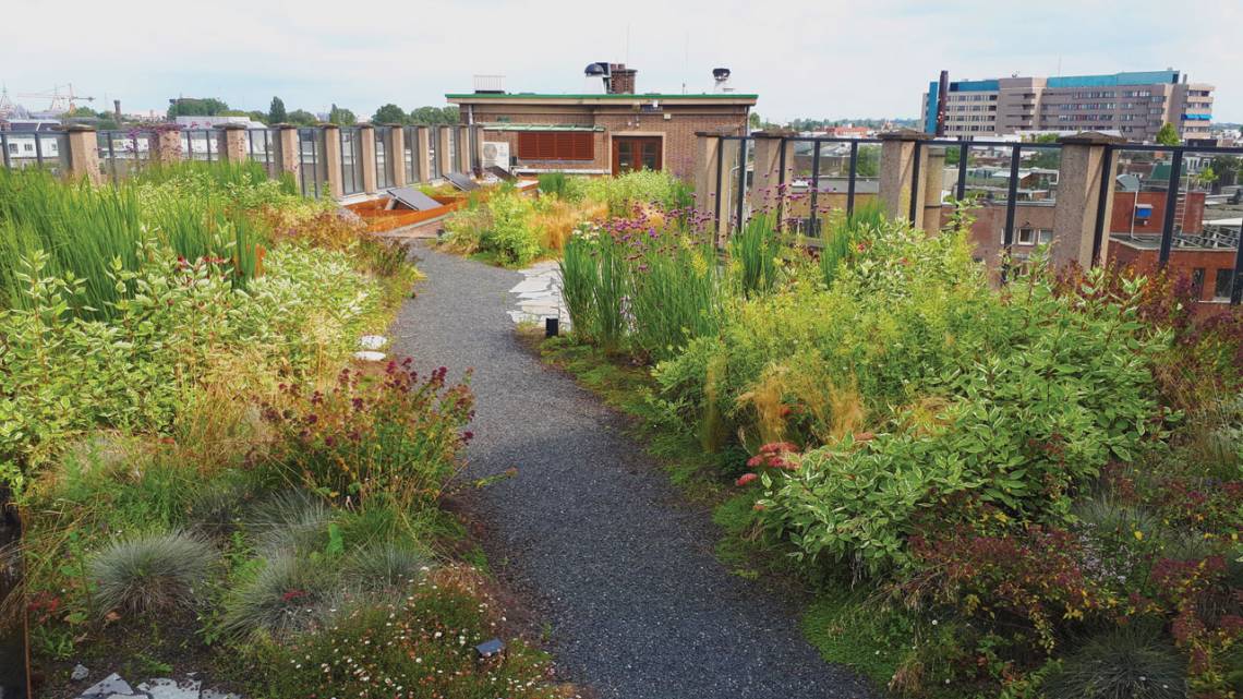 ¿Qué son los techos verde-azules y por qué son importantes en primavera?