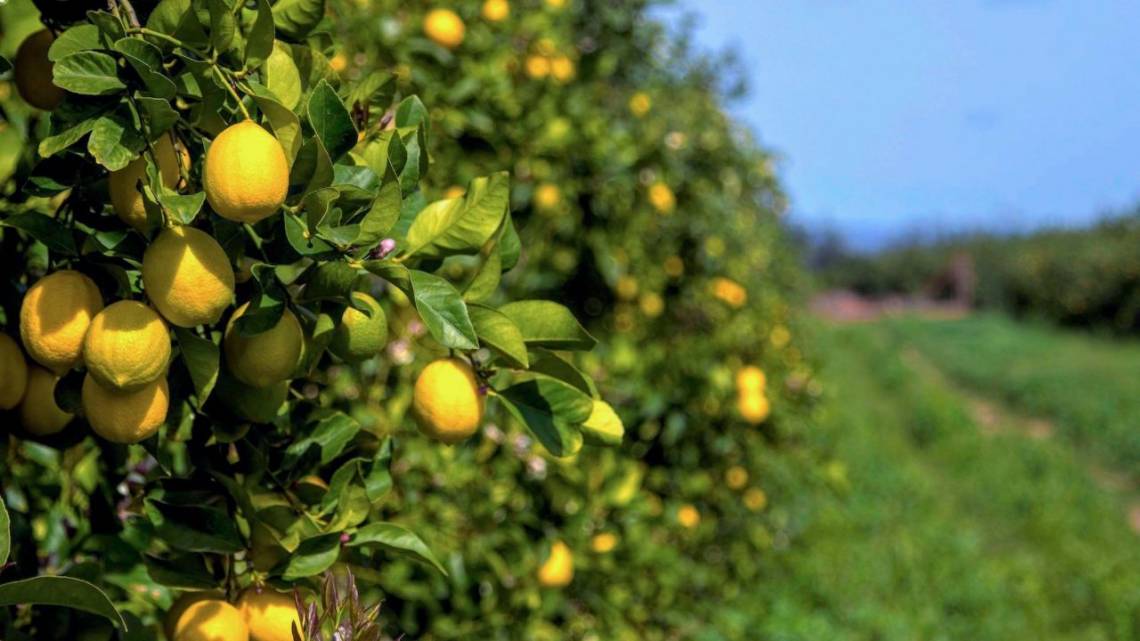 Convirtieron al limón en insignia global y le sacaron el jugo al triple impacto