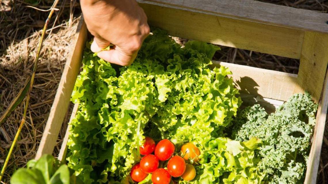Alimentar ciudades: un menú de producción sostenible e inclusión