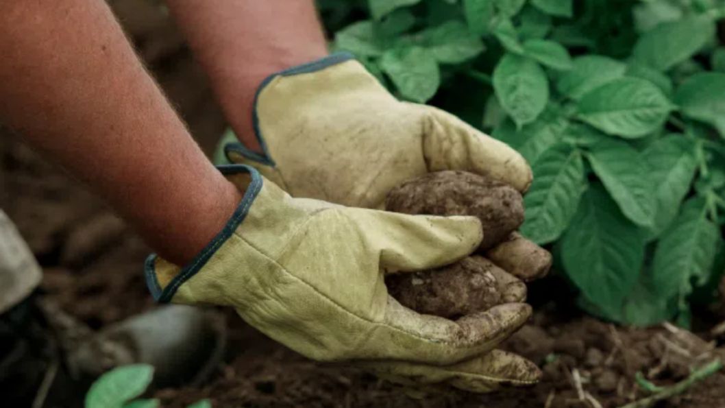 Papas con sentido: McCain y Arcos Dorados cultivan una nueva forma de producir