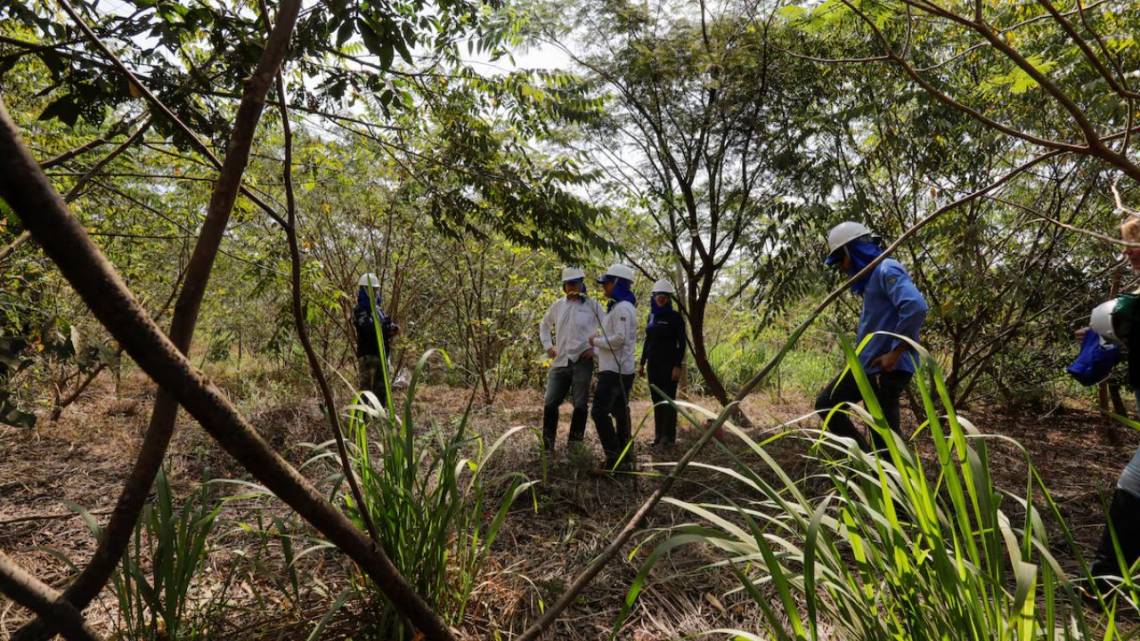 Google se asocia con una startup brasileña para reforestar el Amazonas