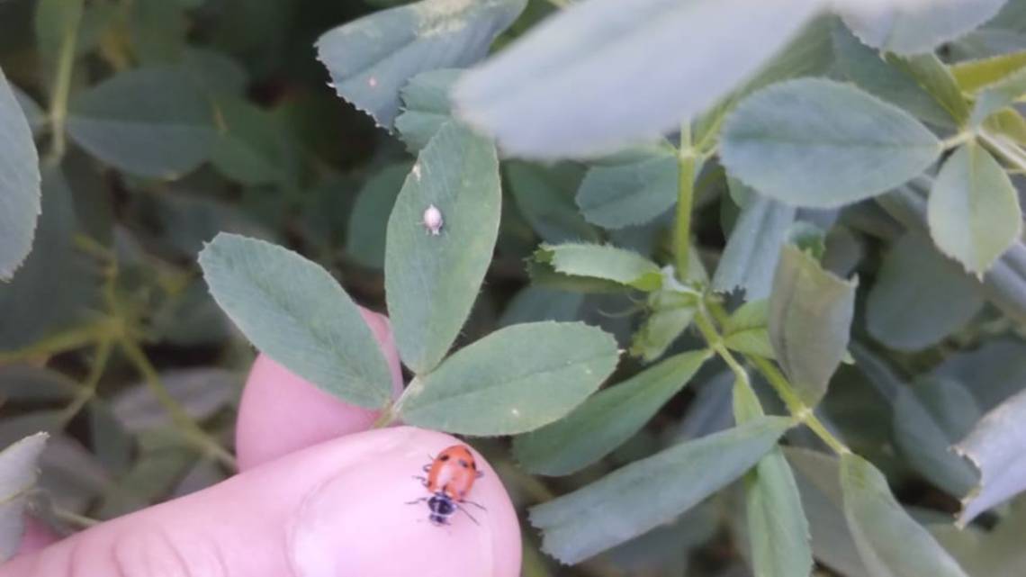 Bioinsumos: una experiencia real de cómo ayudan a recuperar periurbanos