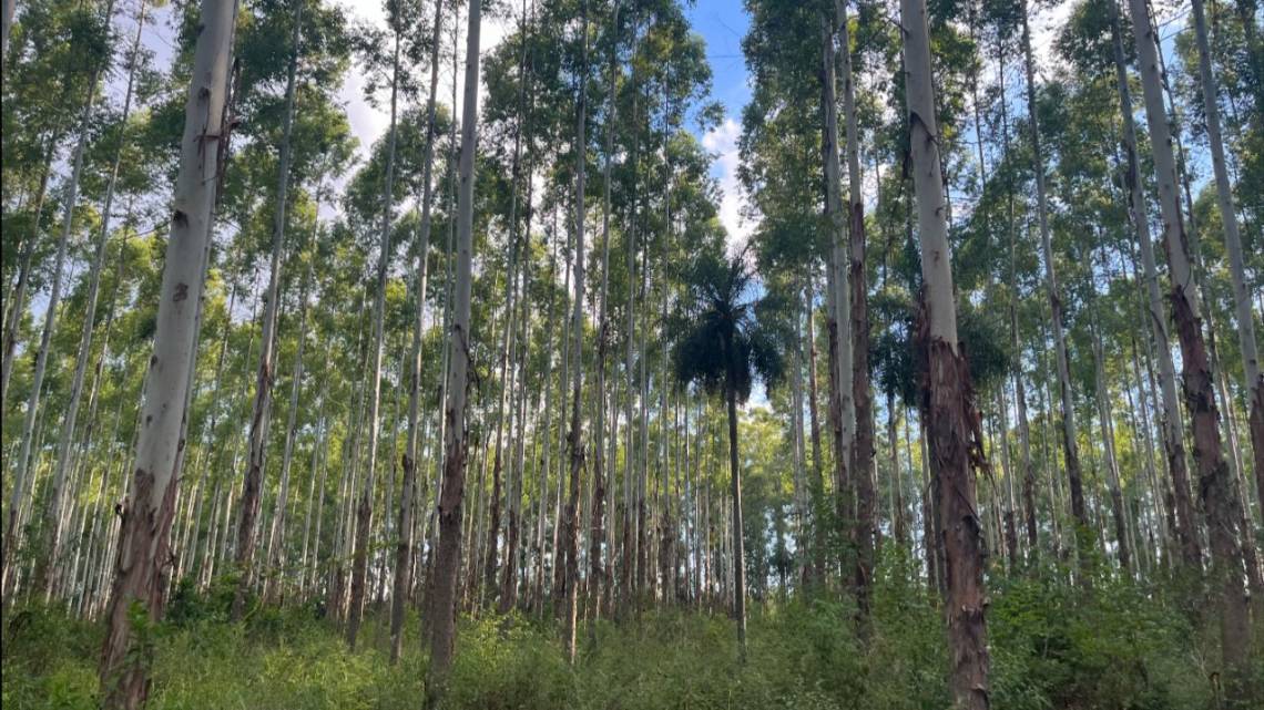 Empresa y universidad se asocian y suben créditos de carbono a la góndola digital