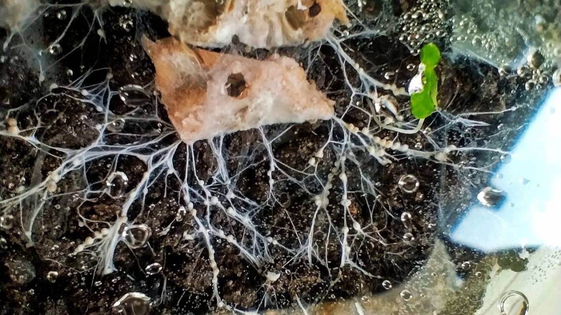 Hongos y bacterias: la brigada verde que limpia suelos contaminados con petróleo