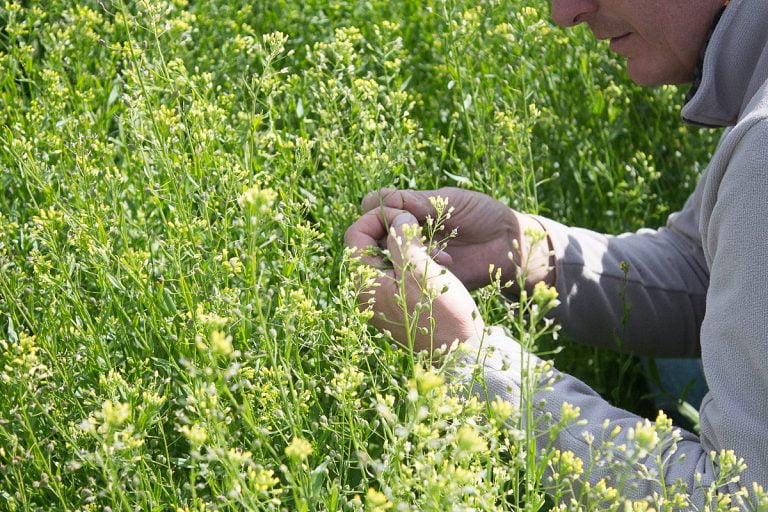 La camelina ocupa el lote durante el invierno, consume poca agua y aporta cobertura.