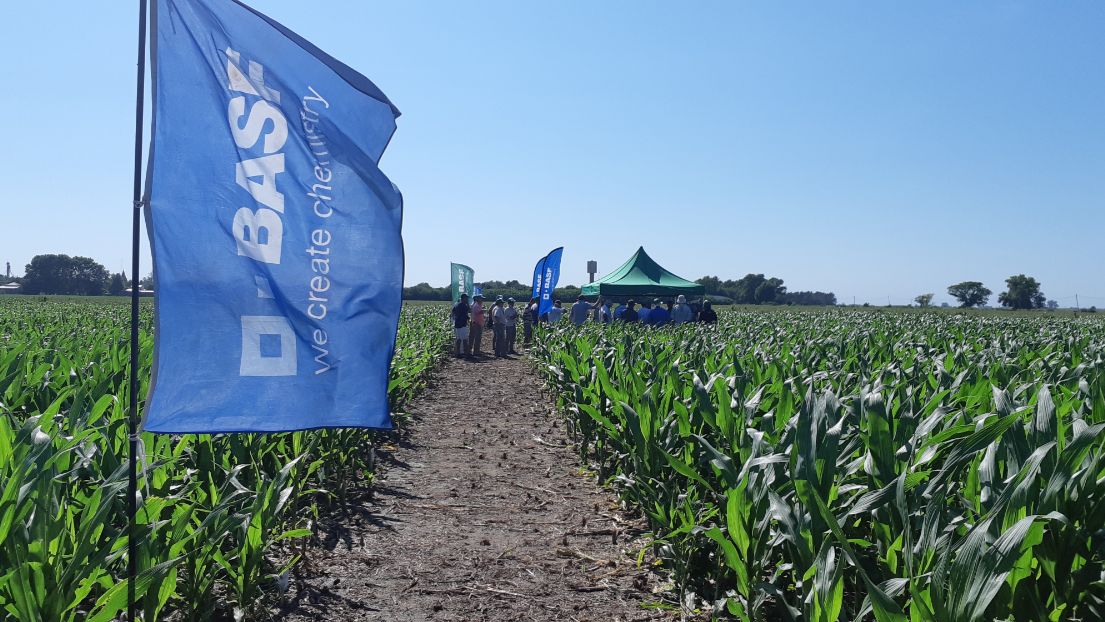 Basf suma a un aliado biológico para darle batalla a las plagas