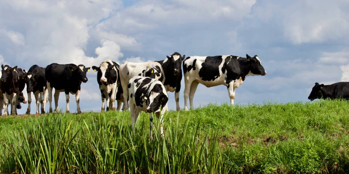 Dinamarca cobrará un impuesto a eructos y flatulencias de vacas y cerdos