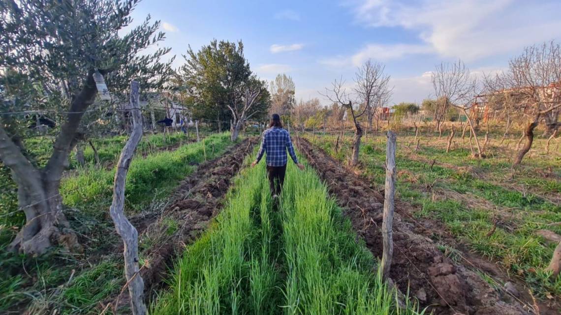 Regeneran viñedos centenarios que el boom inmobiliario empuja al olvido