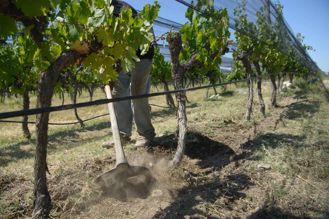 Un grupo de bodegas argentinas certificarán prácticas sustentables