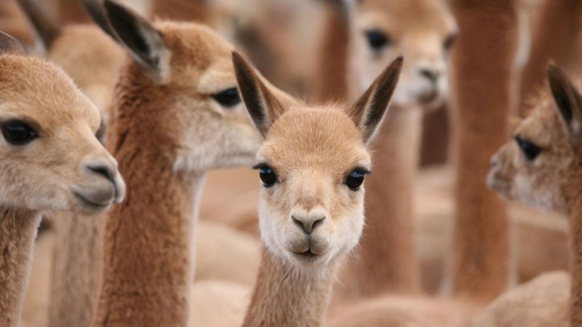 Salta teje reglas para un negocio sustentable con la fibra de vicuña