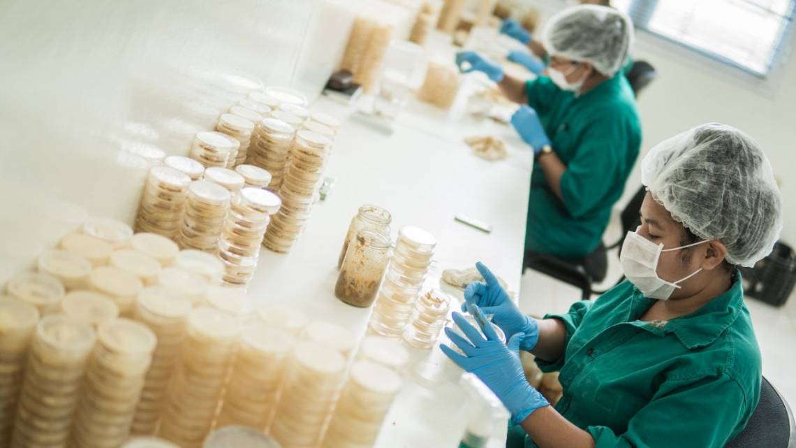 La compañía tiene una biofábrica, pionera en el país, que produce un depredador natural de la principal plaga que afecta a la caña de azúcar.