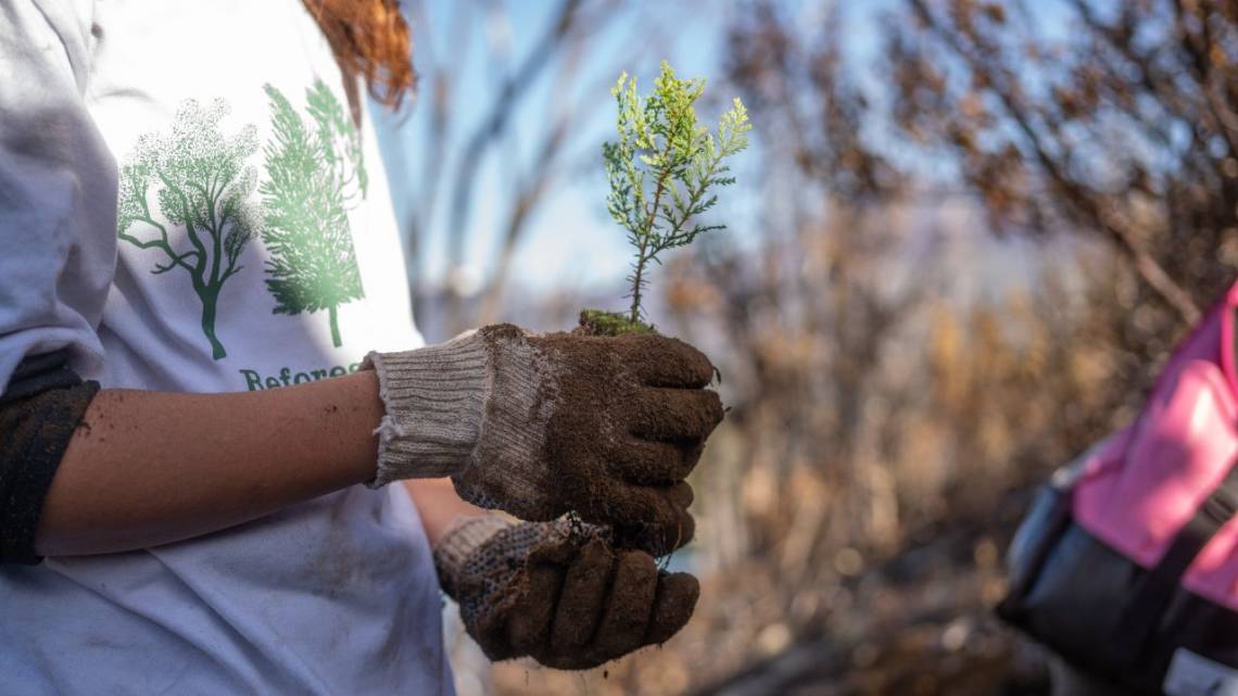 La ONG ReforestArg ya lleva plantados más de 500 mil árboles que significan 659 hectáreas restauradas.