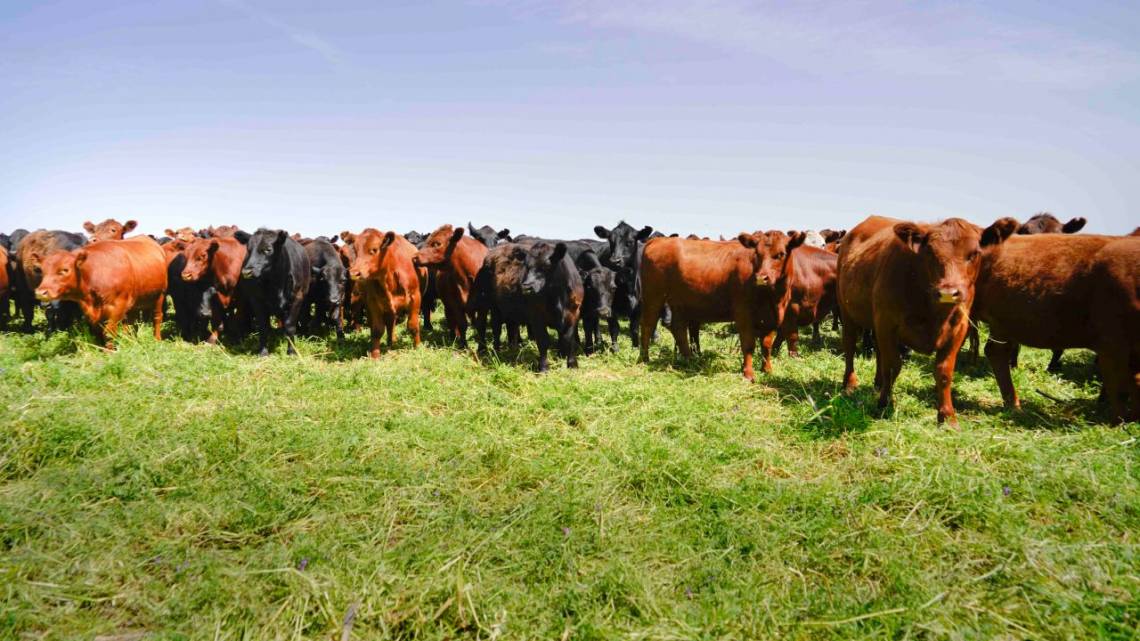 En Argentina unos 100 productores ingresaron al programa Sara de Ruuts.
