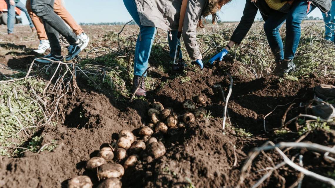 La agricultura regenerativa se enfoca en restaurar y mejorar la salud del suelo e incrementar la biodiversidad.