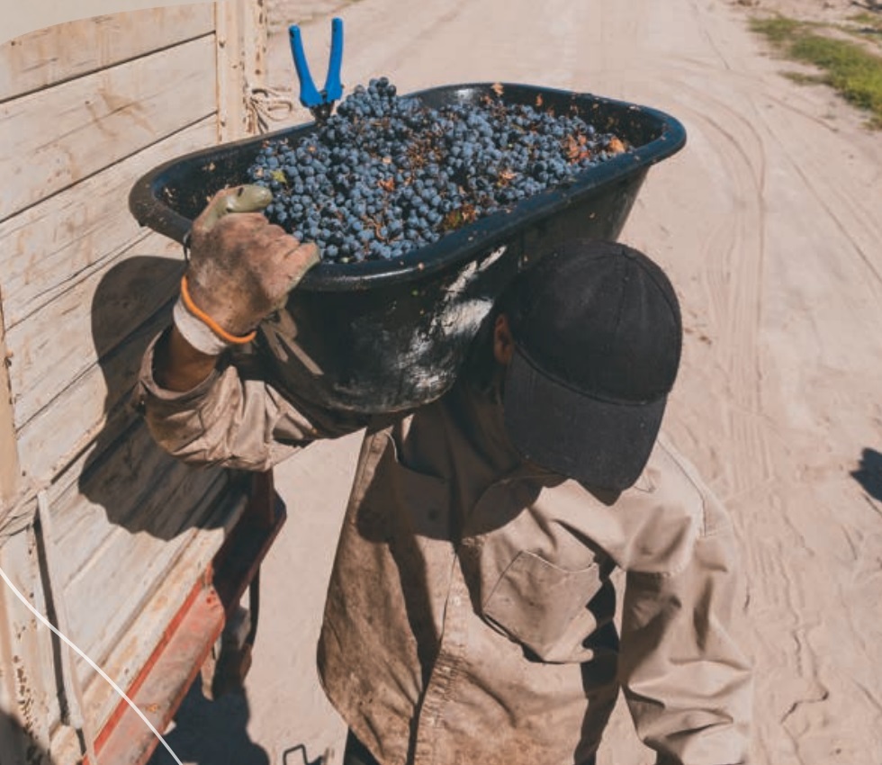 Bodega Araujo puso el foco en el cuidado del agua