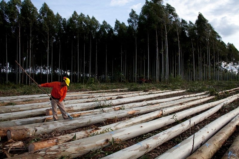 Argentina tiene 1.267.000 hectáreas de plantaciones forestales, un 80% en la zona de Mesopotamia.