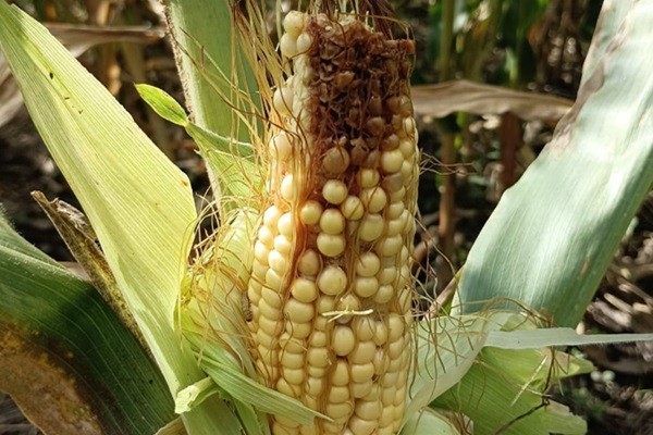 La chicharrita del maíz causó estragos en la producción de maíz argentina de la última campaña agrícola y encontró desprevenidos a los productores.