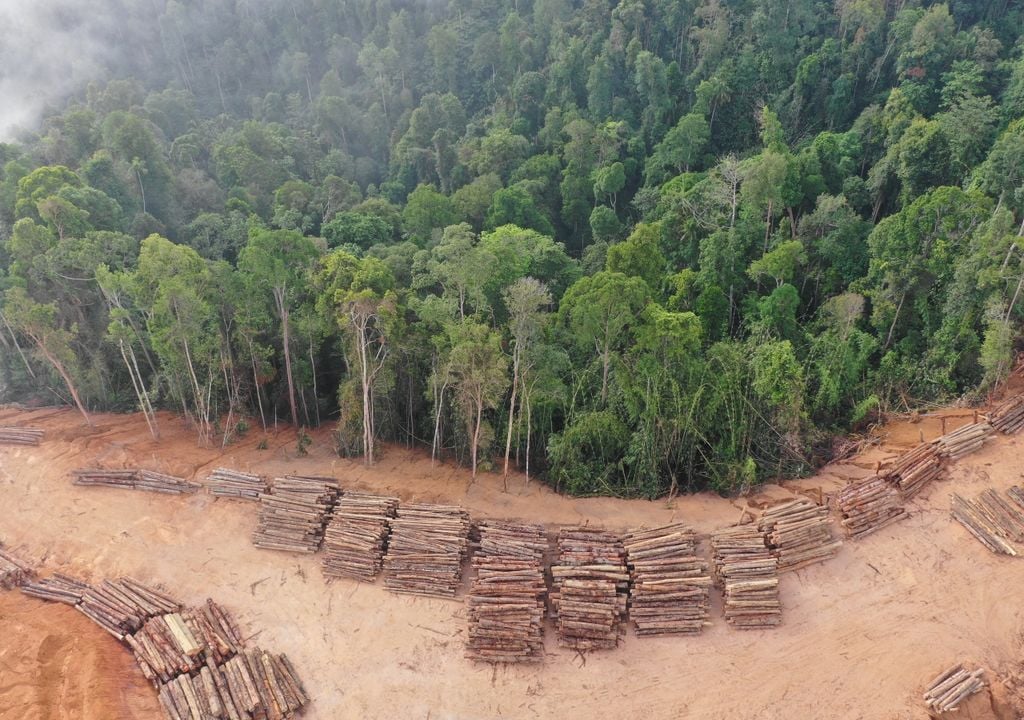 En Brasil la ampliación de la frontera agrícola avanza contra los bosques.