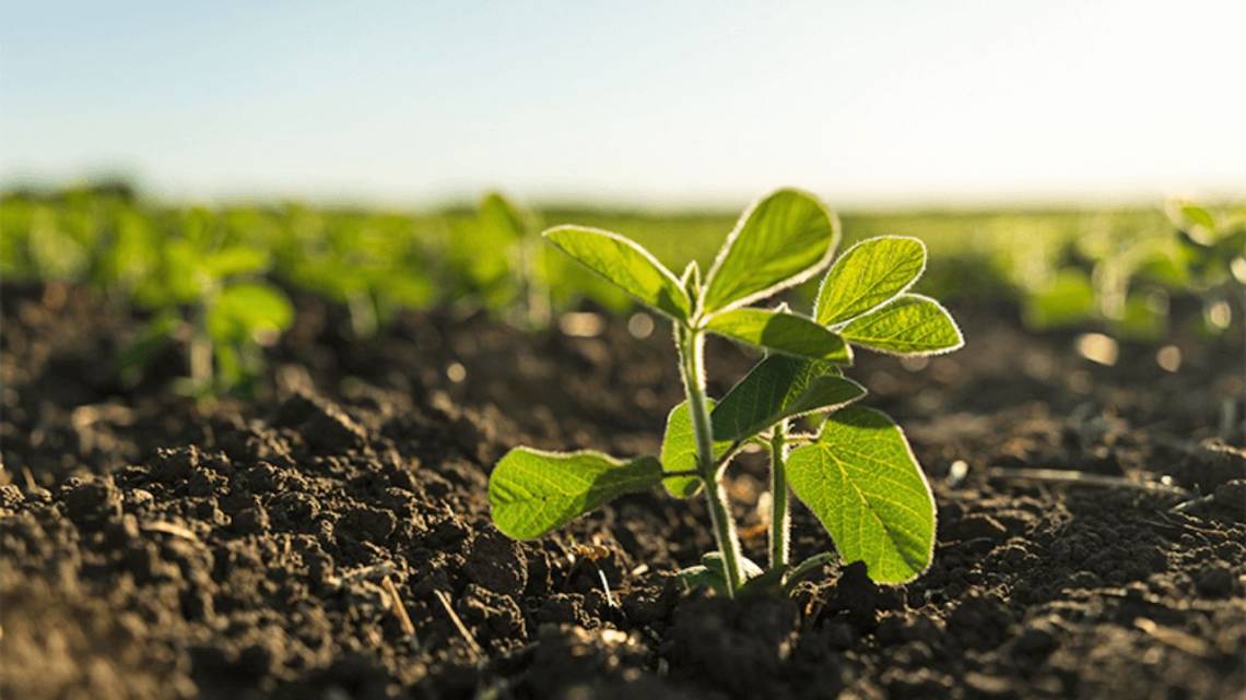 Las plantas inteligentes son parte de las nuevas fronteras de la ciencia.