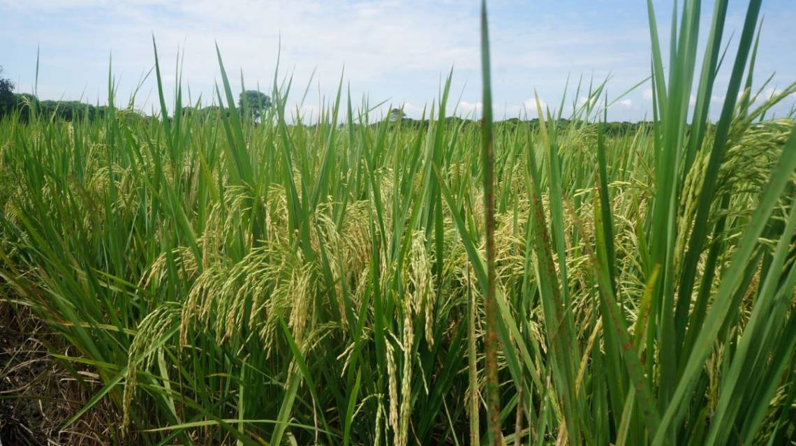 La cooperativa Corpnoarroz cuenta con el Cinar, un centro de investigación dedicado a la transferencia tecnológica para  el cultivo.