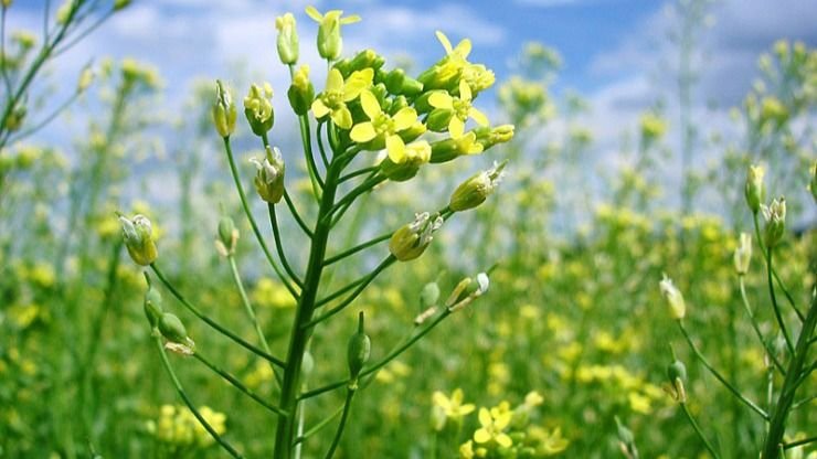 La camelina seduce a los grandes jugadores de la industria agrícola