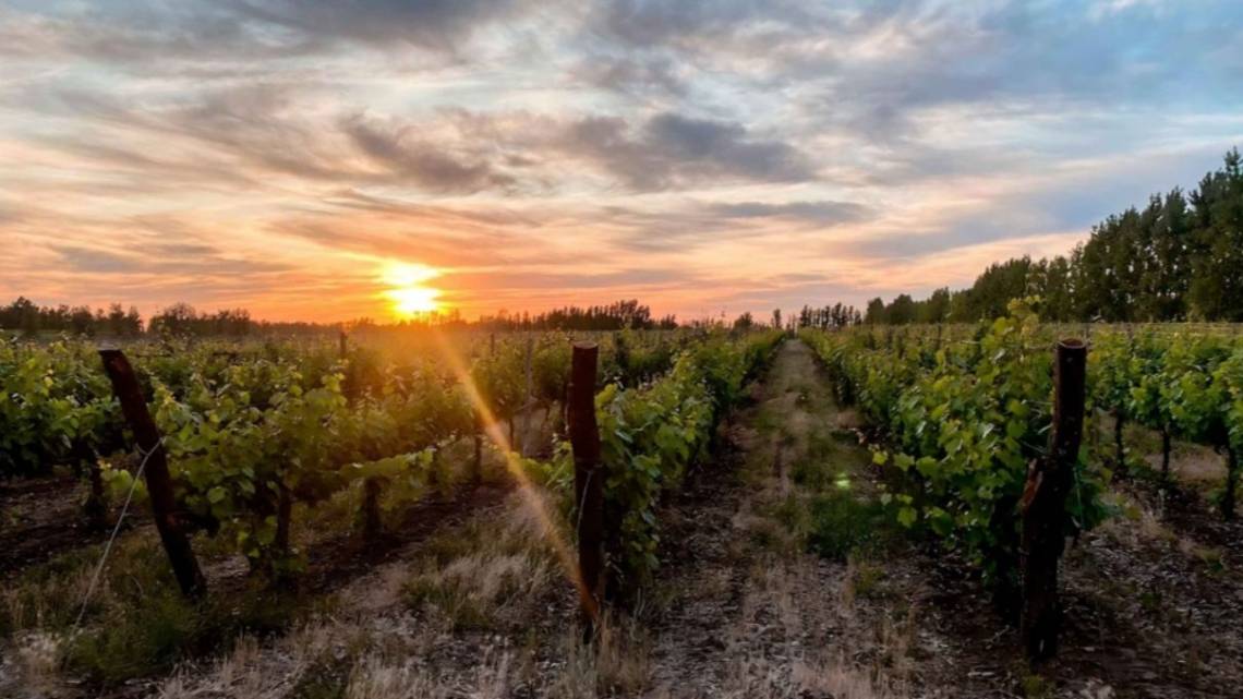 Recalcularon el negocio del vino y cosecharon otra empresa  