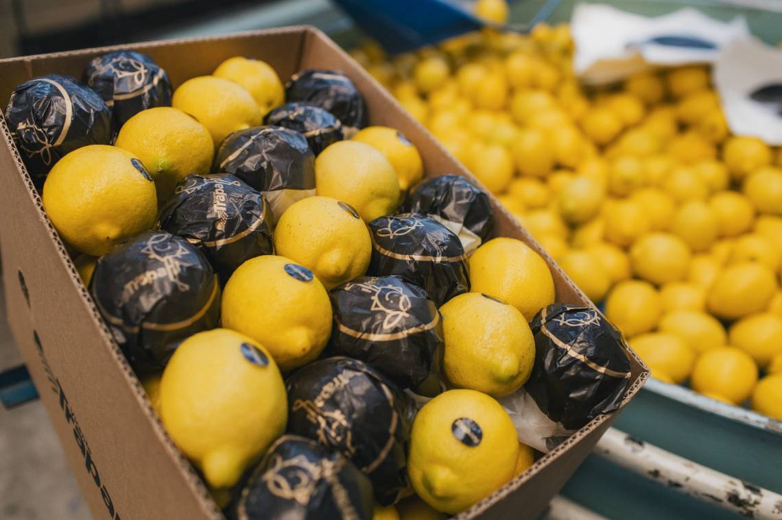 En esta explotación de limones la sustentabilidad se volvió filosofía