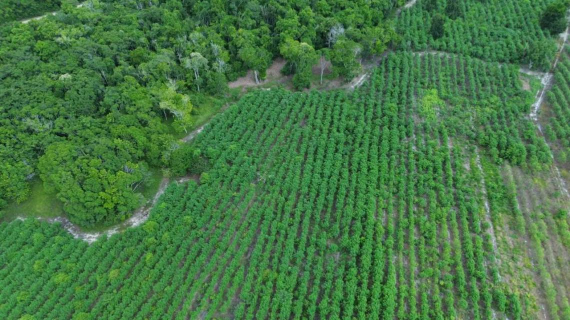 Fondos millonarios para una startup brasileña que regenera bosques