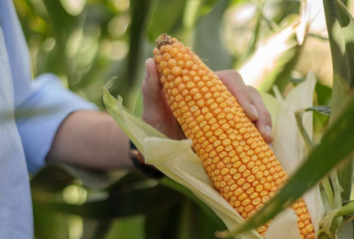 El maíz argentino busca esquivar la huella