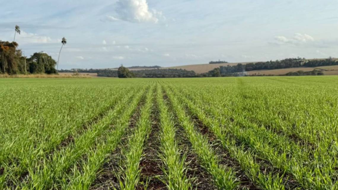 La multinacional que cultiva regeneración en Paraguay